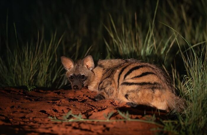 ������ �����