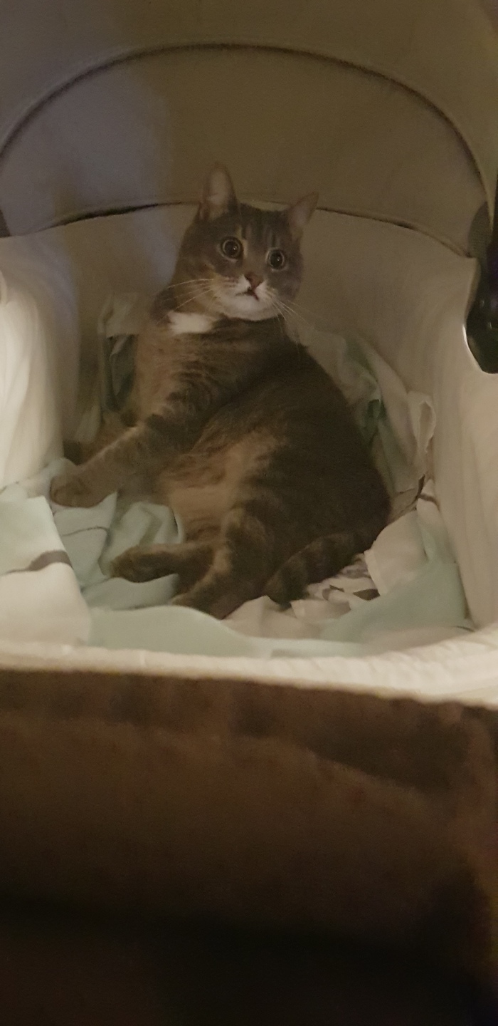 Когда услышала хозяйку коляски:)