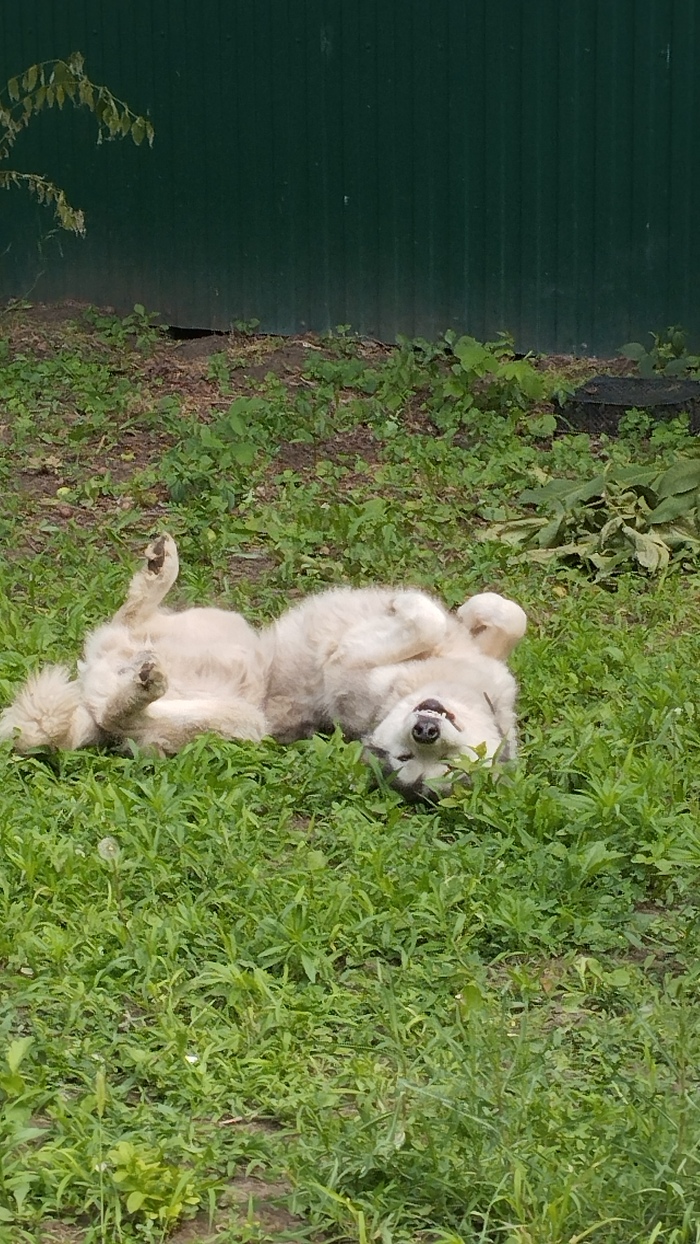 Не лучшее,но. Мой Флоки