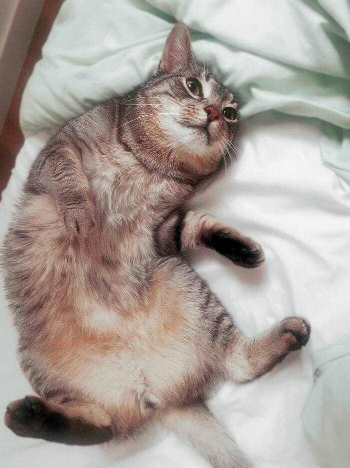 ����� ���������