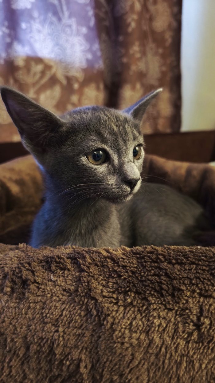 ��� ������ ����� �������