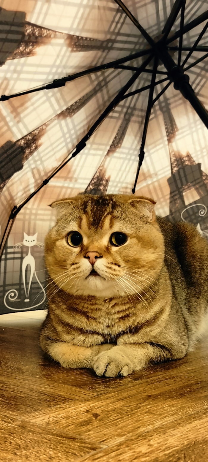 ���� ����