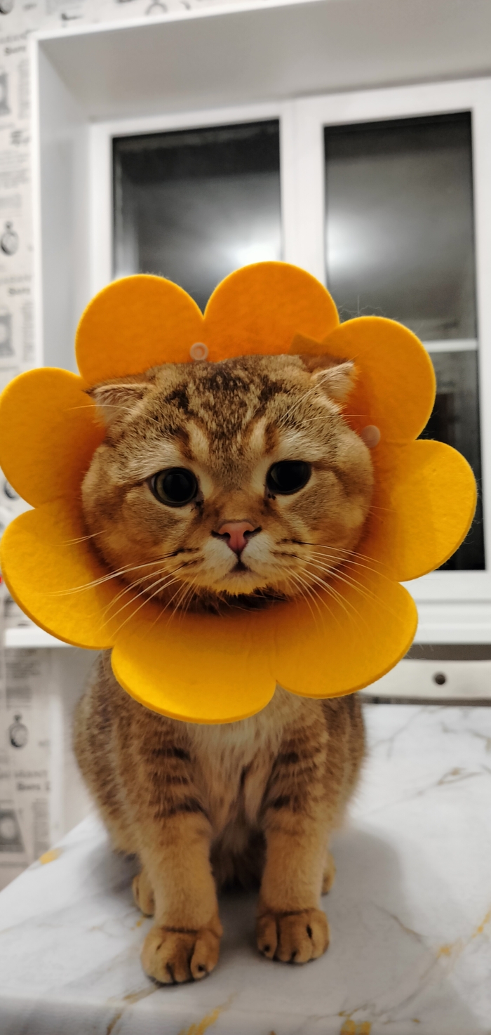 Фото кота