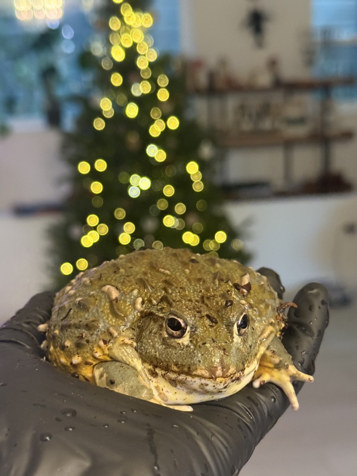 � �����������