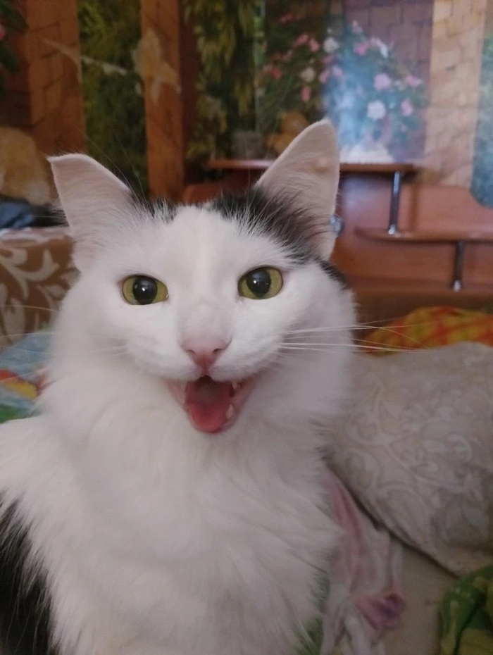 ������ ���� ����(�����). ������� - " ��� !"