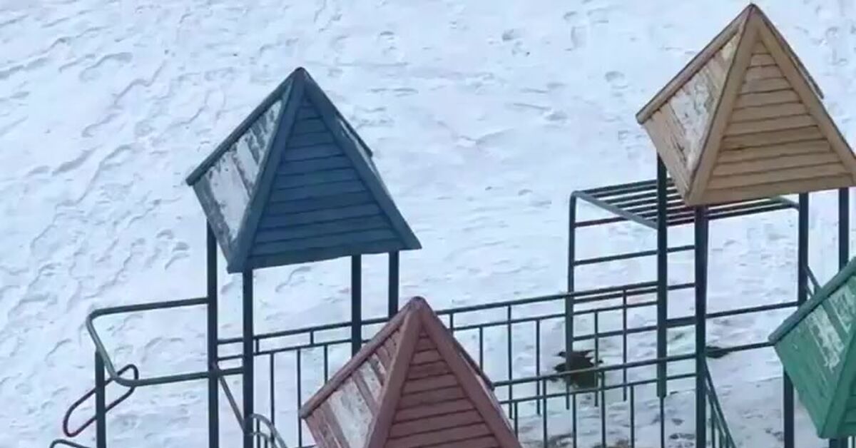 Backyard Adventure: The Mitten - Short videos, Vertical video, Dog, Milota, Spaniel, Mittens, Walk, Video