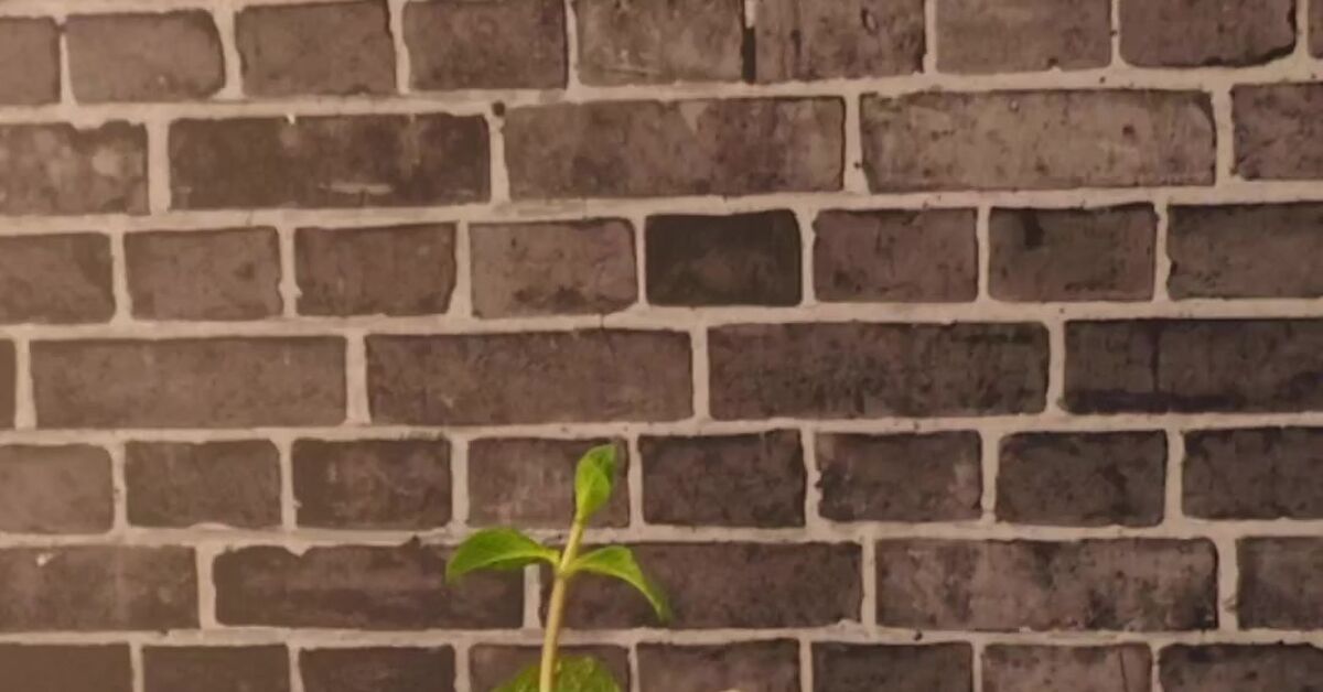 Air Mail: A Havana letter with a story in every bubble - My, Cocktail, Alcoholic cocktail, Recipe, Rum, Havana, Havana, Video, Vertical video, Short videos, Longpost