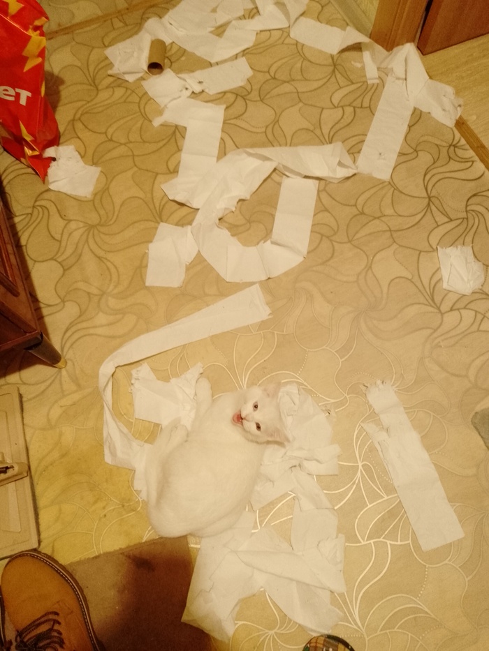 Мое лучшее фото кота в этом году