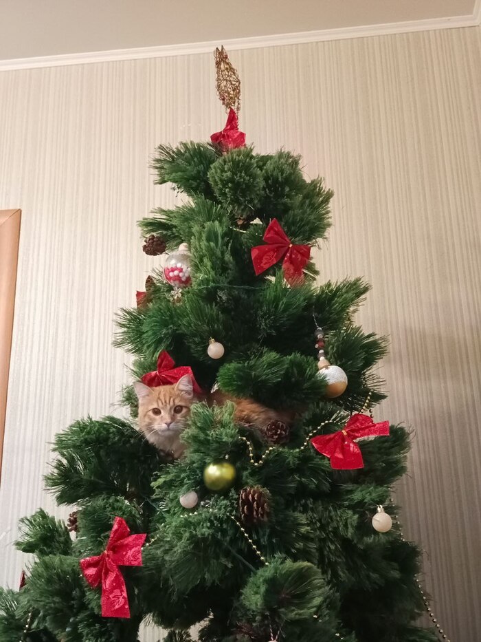 Лучшее фото кота сестры жены. Кот не мой, зато актуально!