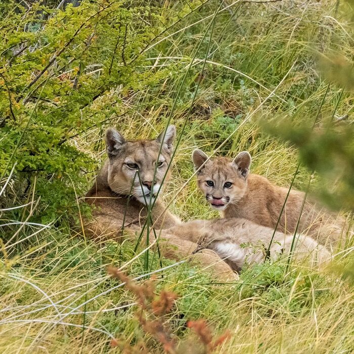 ����� ������� �����