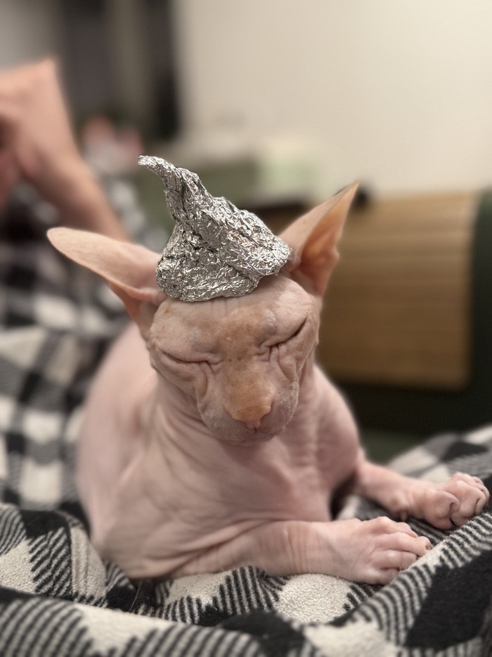 Ответ на пост «Когда слишком хорошо знаешь своего питомца»