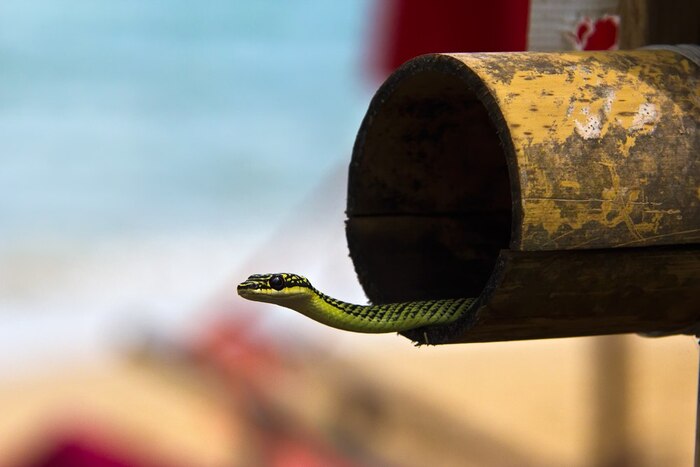 ��������� ����