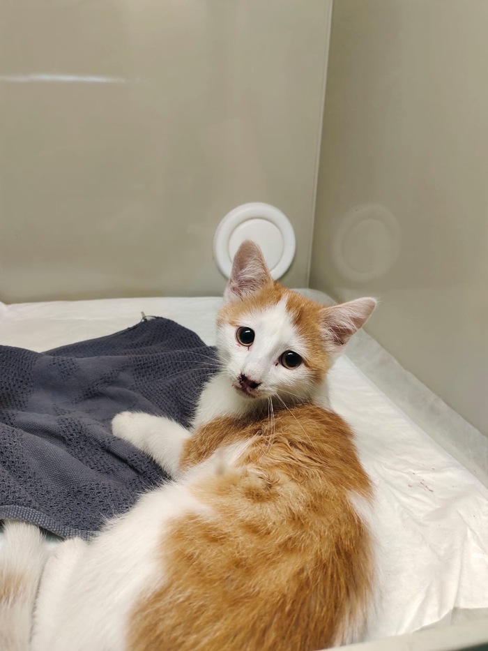 Вот так он выглядел в клинике на второй день после падения