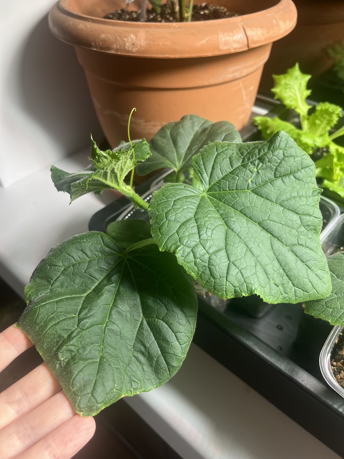 ������� ������ ����� ������ ���