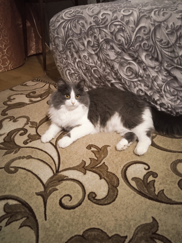 ������ ���� ����� ����