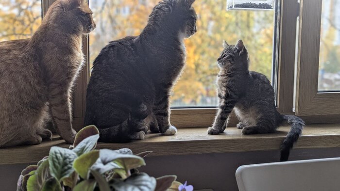 ����� �� ���� ������� ���� ����(��)�