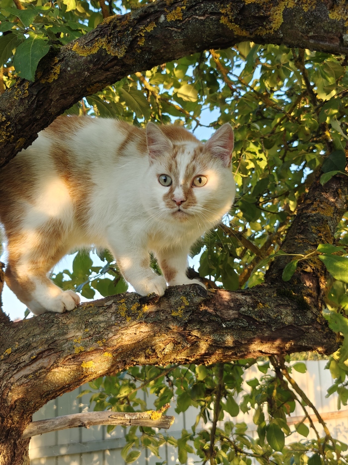 ���� ����� ����