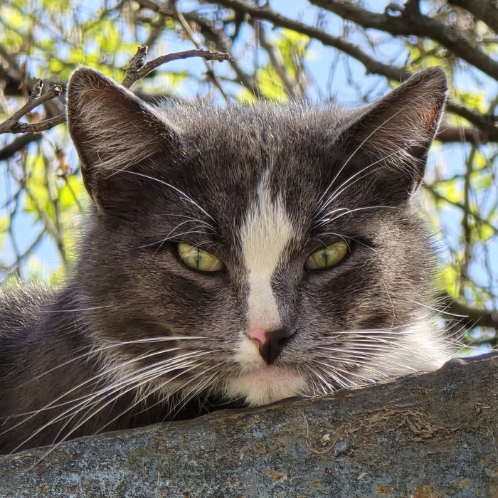 Удалось подобраться к пугливому дворовому коту, разомлевшему на весеннем солнышке. На глаза до сих пор никак не налюбуюсь :)