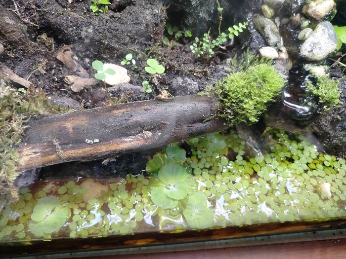 Часть коряги