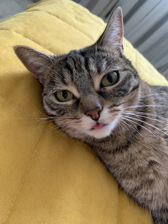 Ответ на пост «Задолбали вы со своими лучшими фото кота. Одно и то же. Давайте в худшие фото. Например вот!»