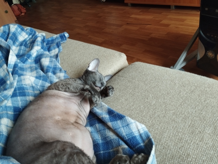 Ответ на пост «Задолбали вы со своими лучшими фото кота. Одно и то же. Давайте в худшие фото. Например вот!»