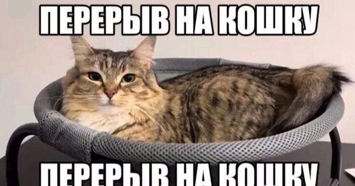 Если член встал то зарядка отменяется