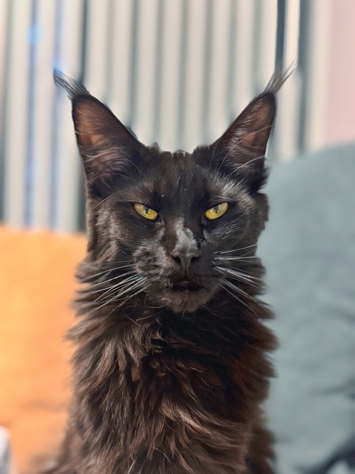 ������ ������ ����� ����