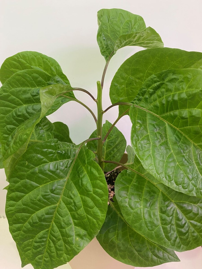 �������� ����� ���������� (Trinidad Douglah Chocolate)