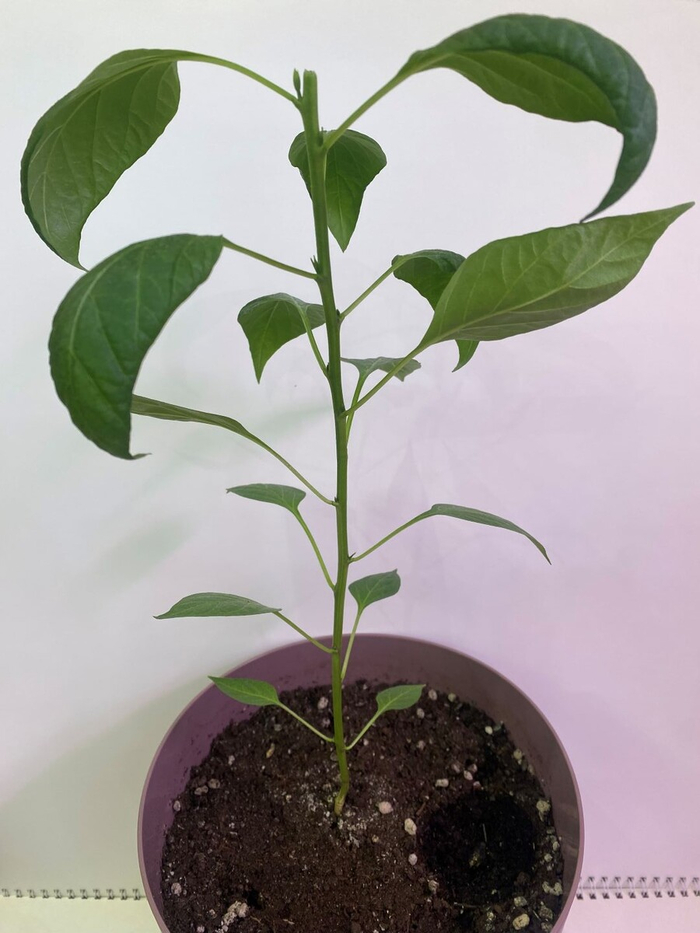 ����������� ���� (Peperoncino Etna)