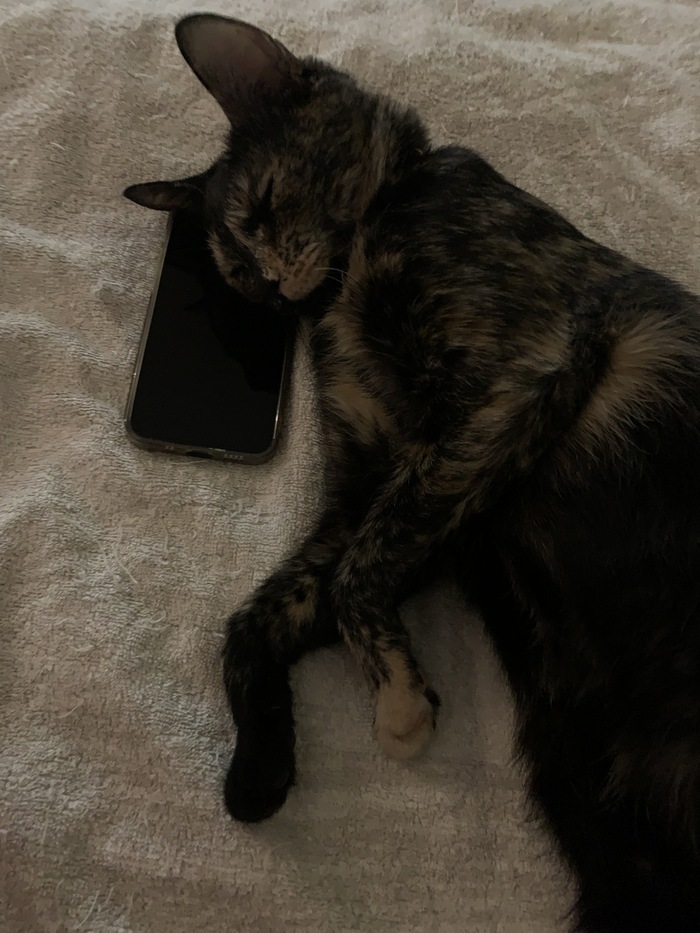 ������ ���������