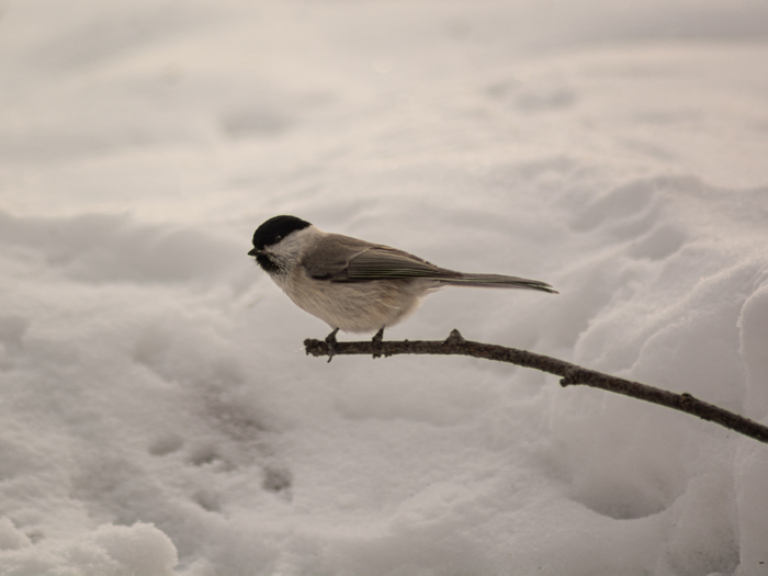 ��� ��� ����