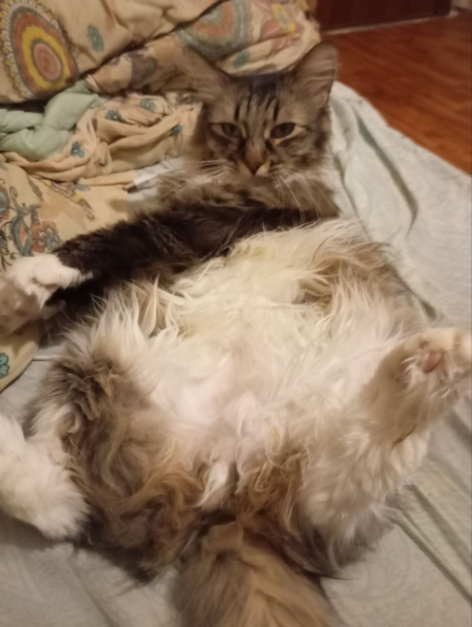 Reply to the post I'm sick of you and your best cat photos. They're always the same. Let's go to the worst photos. Like this one! - My, cat, Worse, A wave of posts, Pets, The photo, Reply to post, Text, Kittens, Cat lovers, Paws, Tricolor cat