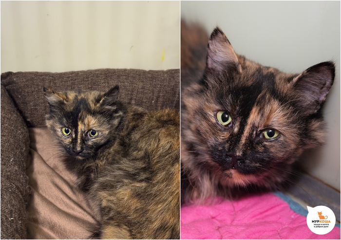 ����� �����, 2 ����, ������� �� �����.