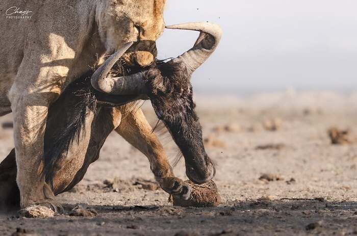Охотник за головами