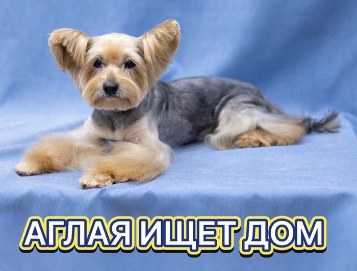 АГЛАЯ ИЩЕТ ДОМ