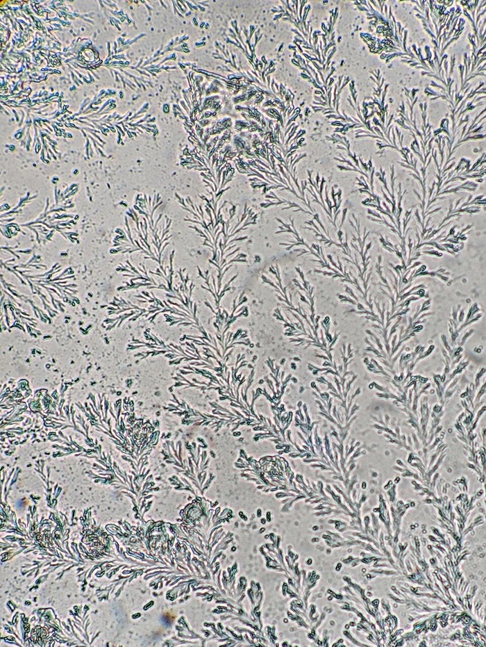 ����������� ��������� ��� �����������