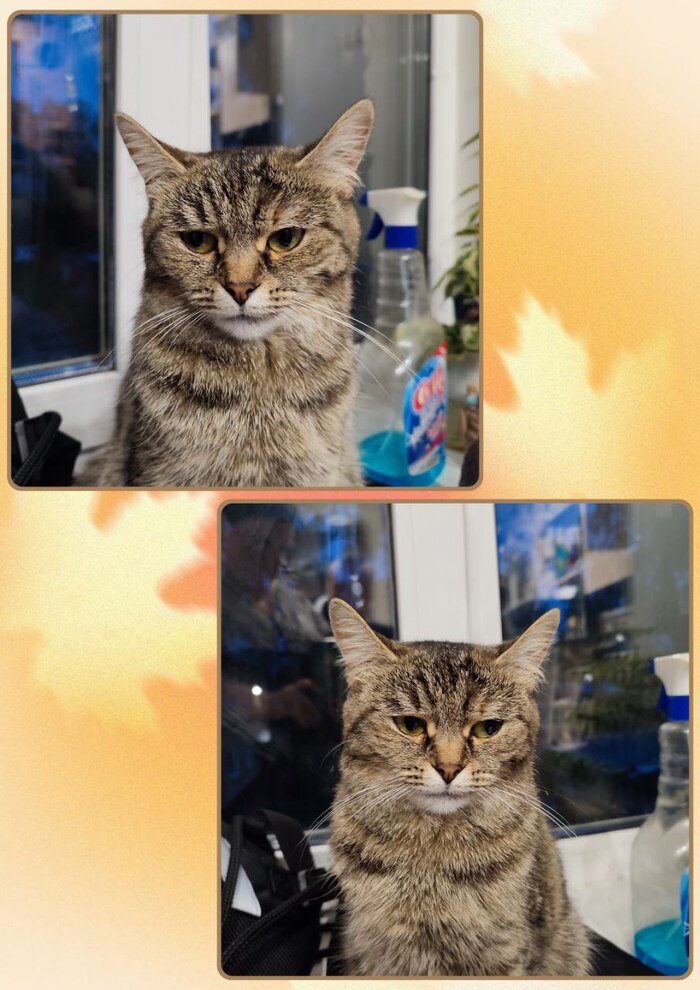 Ответ Parovozzzz в «Задолбали вы со своими лучшими фото кота. Одно и то же. Давайте в худшие фото. Например вот!»