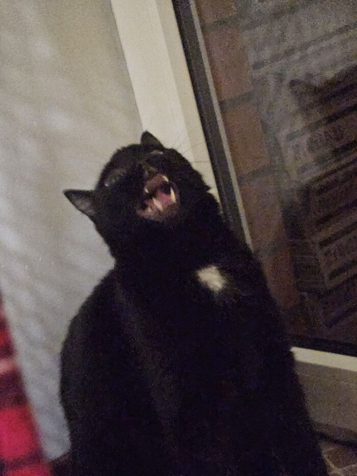 Ответ на пост «Задолбали вы со своими лучшими фото кота. Одно и то же. Давайте в худшие фото. Например вот!»