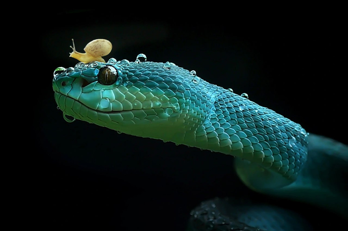 Это эндемик Малых Зондских островов в Индонезии