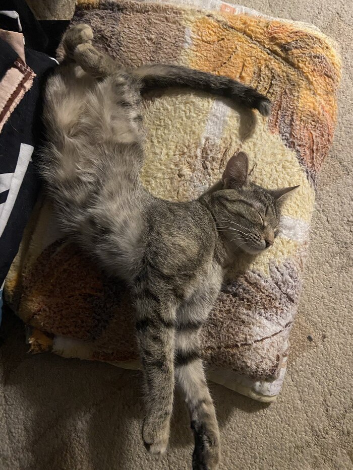 �������� )