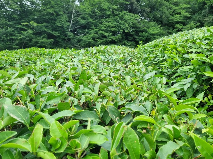 ������� ��������� (Camellia sinensis) � ���� ����������. 2024 ���. ���� �������� �.�.