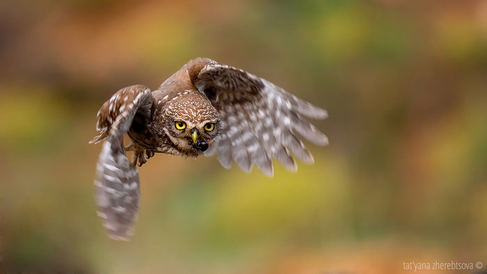 ���������� ��������