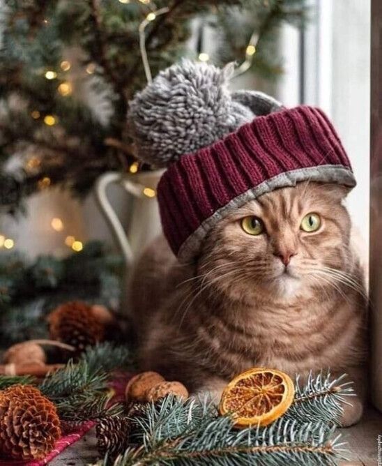 Где взять новогоднего настроения?