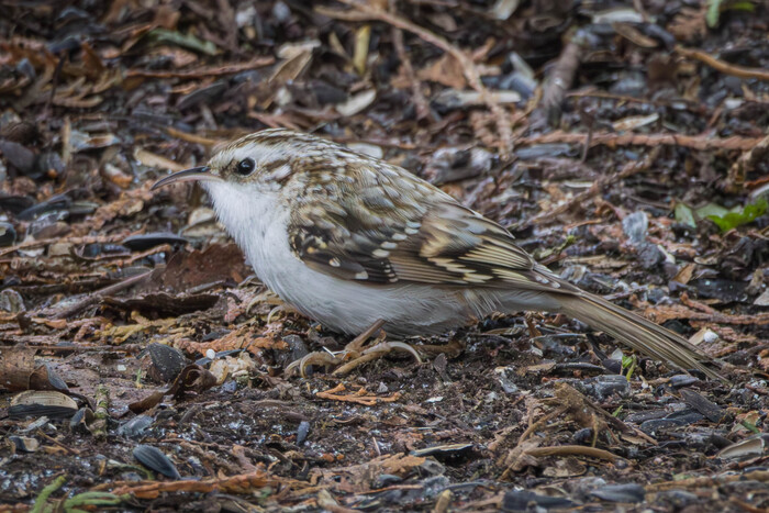 (���� �� �������� ��� ������� ��������)