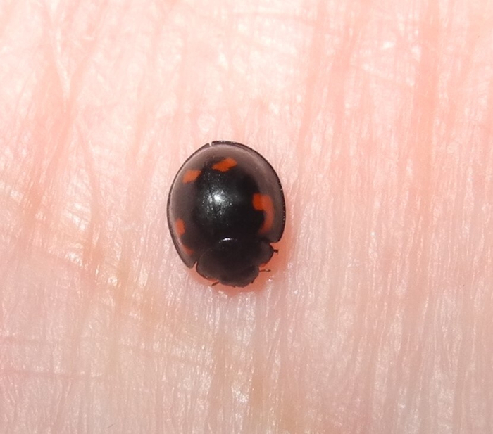 Exochomus quadripustulatus