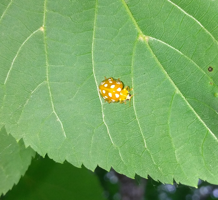 Halyzia sedecimguttata