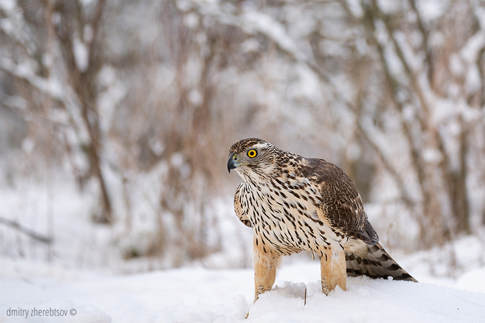 Ястреб тетеревятник на лесной кормушке