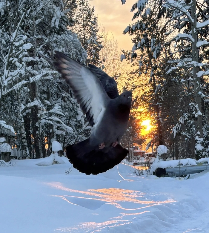 �����-�����. ���� ������� ��� ����