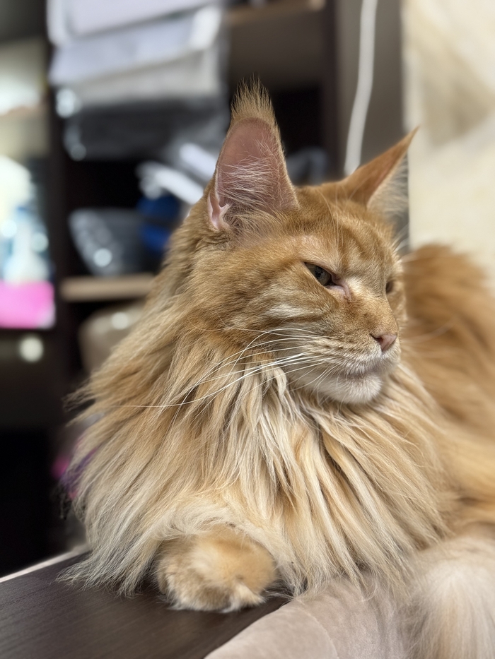 ����� �������, ���� (�)