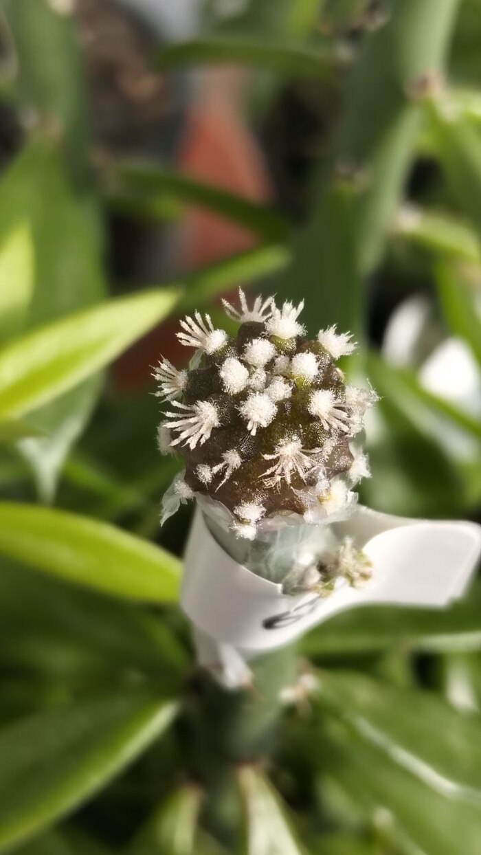 Neochilenia taltalensis ssp.pygmaea